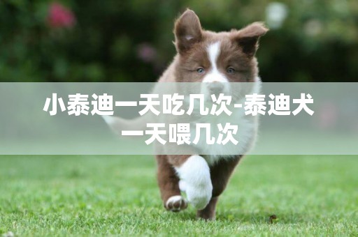 小泰迪一天吃几次-泰迪犬一天喂几次