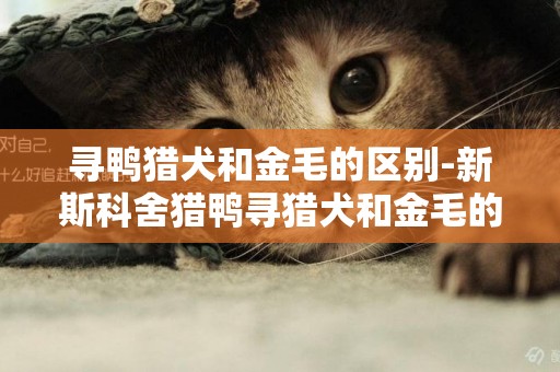 寻鸭猎犬和金毛的区别-新斯科舍猎鸭寻猎犬和金毛的区别