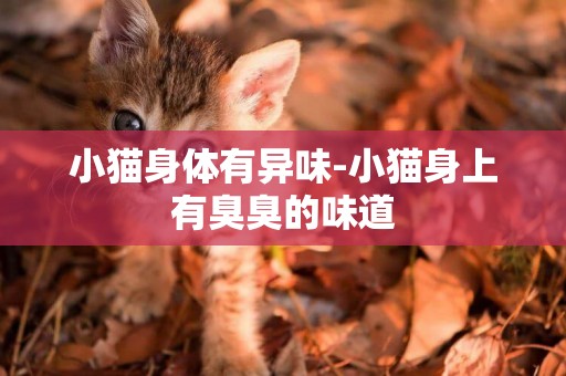 小猫身体有异味-小猫身上有臭臭的味道