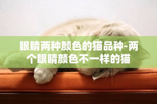 眼睛两种颜色的猫品种-两个眼睛颜色不一样的猫