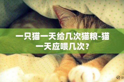 一只猫一天给几次猫粮-猫一天应喂几次？