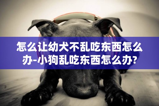 怎么让幼犬不乱吃东西怎么办-小狗乱吃东西怎么办?