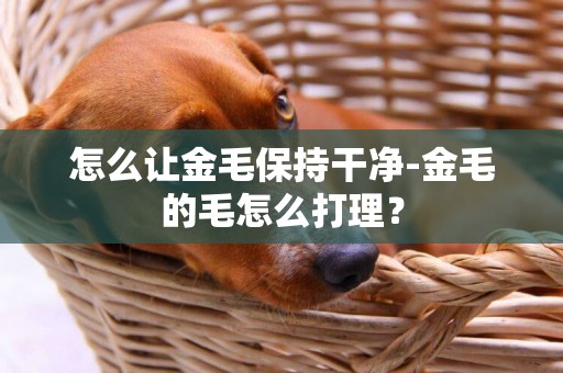 怎么让金毛保持干净-金毛的毛怎么打理？