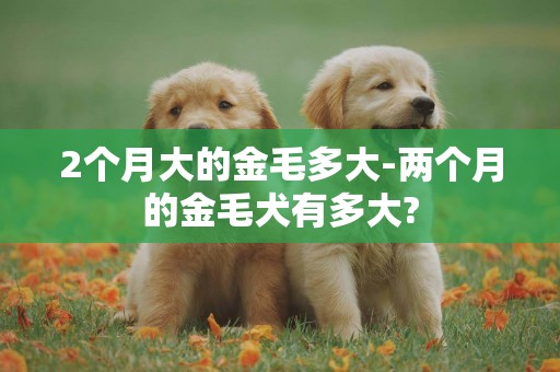 2个月大的金毛多大-两个月的金毛犬有多大?