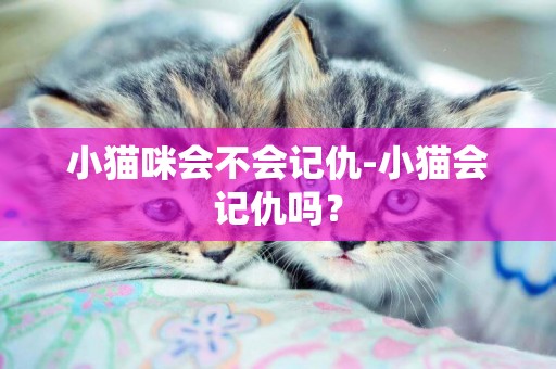 小猫咪会不会记仇-小猫会记仇吗？