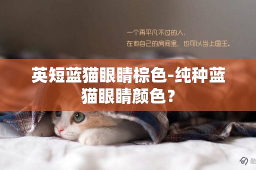 英短蓝猫眼睛棕色-纯种蓝猫眼睛颜色？