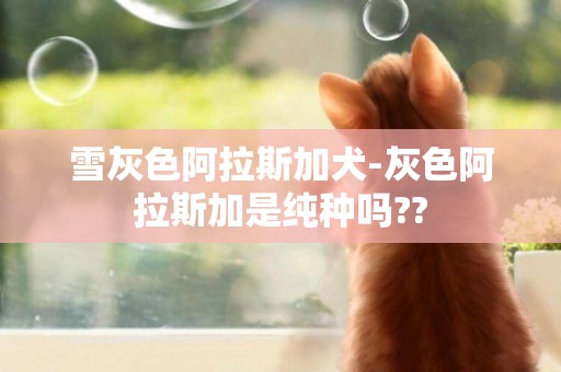 雪灰色阿拉斯加犬-灰色阿拉斯加是纯种吗??