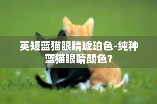 英短蓝猫眼睛琥珀色-纯种蓝猫眼睛颜色？