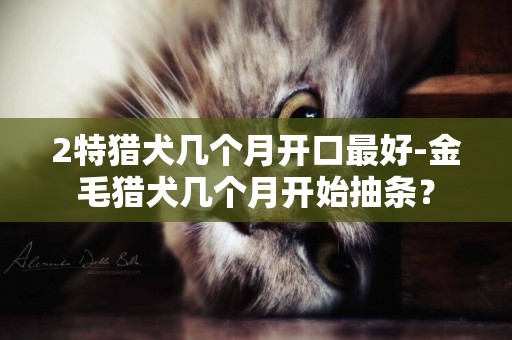 2特猎犬几个月开口最好-金毛猎犬几个月开始抽条？