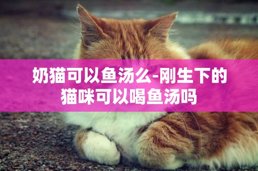 奶猫可以鱼汤么-刚生下的猫咪可以喝鱼汤吗