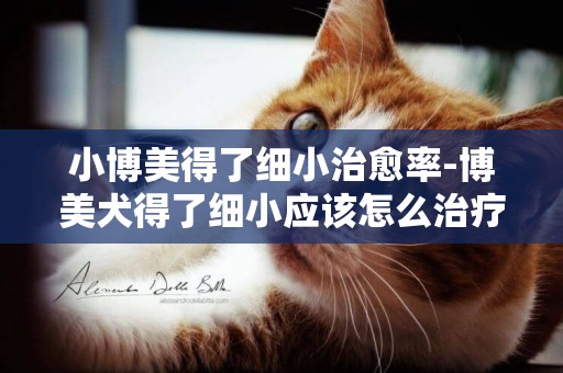 小博美得了细小治愈率-博美犬得了细小应该怎么治疗