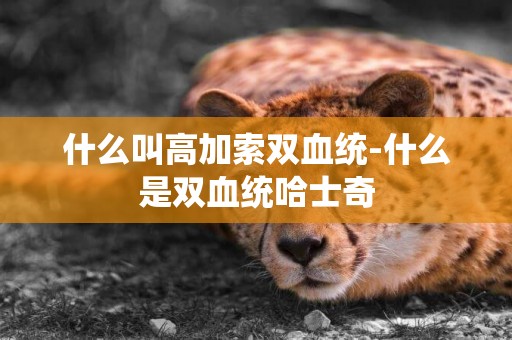 什么叫高加索双血统-什么是双血统哈士奇