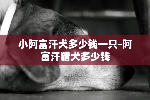 小阿富汗犬多少钱一只-阿富汗猎犬多少钱