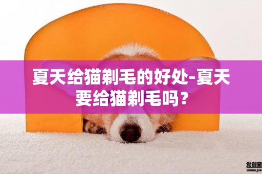 夏天给猫剃毛的好处-夏天要给猫剃毛吗？