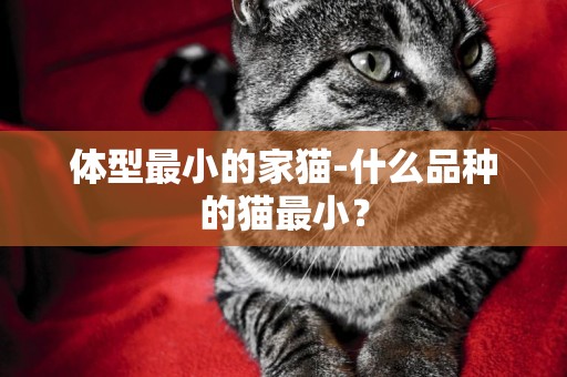 体型最小的家猫-什么品种的猫最小？