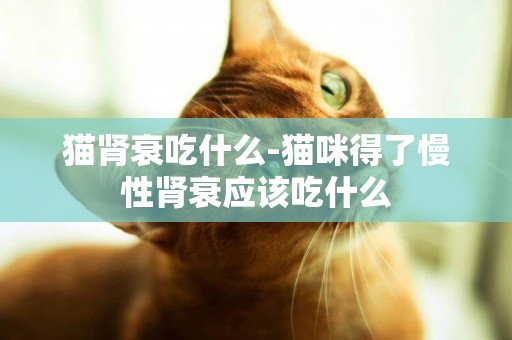 猫肾衰吃什么-猫咪得了慢性肾衰应该吃什么