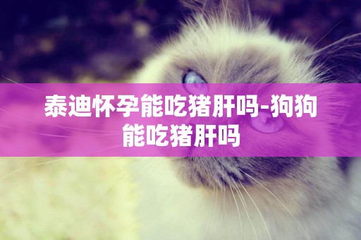 泰迪怀孕能吃猪肝吗-狗狗能吃猪肝吗