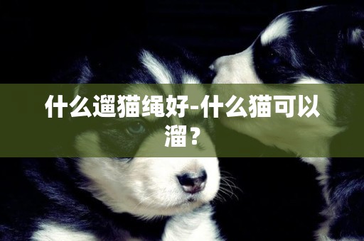 什么遛猫绳好-什么猫可以溜？