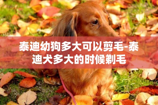 泰迪幼狗多大可以剪毛-泰迪犬多大的时候剃毛