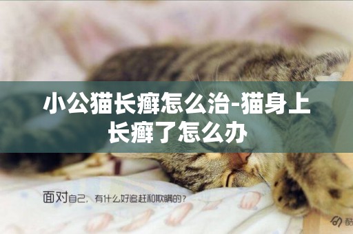 小公猫长癣怎么治-猫身上长癣了怎么办