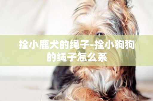 拴小鹿犬的绳子-拴小狗狗的绳子怎么系