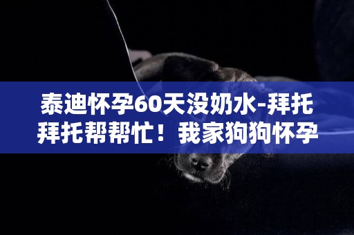 泰迪怀孕60天没奶水-拜托拜托帮帮忙！我家狗狗怀孕60多天了还不生小狗，而且也没有奶，怎么办啊？狗妈