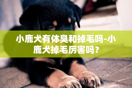 小鹿犬有体臭和掉毛吗-小鹿犬掉毛厉害吗？