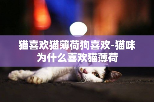 猫喜欢猫薄荷狗喜欢-猫咪为什么喜欢猫薄荷