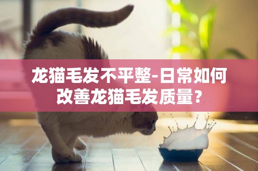 龙猫毛发不平整-日常如何改善龙猫毛发质量？