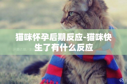 猫咪怀孕后期反应-猫咪快生了有什么反应