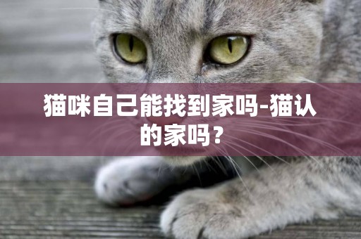 猫咪自己能找到家吗-猫认的家吗？