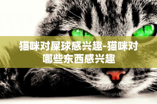 猫咪对屎球感兴趣-猫咪对哪些东西感兴趣