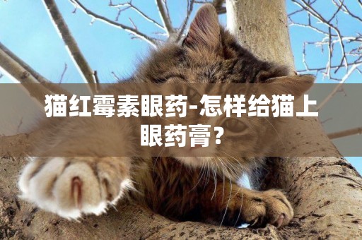 猫红霉素眼药-怎样给猫上眼药膏？