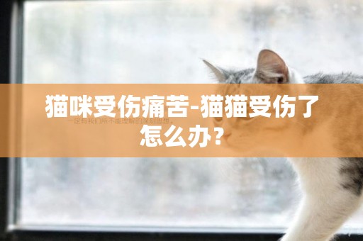 猫咪受伤痛苦-猫猫受伤了怎么办？