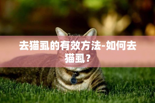 去猫虱的有效方法-如何去猫虱？