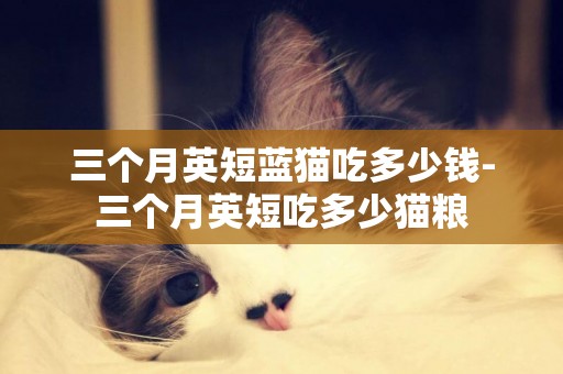 三个月英短蓝猫吃多少钱-三个月英短吃多少猫粮