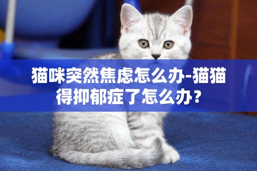 猫咪突然焦虑怎么办-猫猫得抑郁症了怎么办？