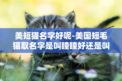 美短猫名字好呢-美国短毛猫取名字是叫瞳瞳好还是叫苒瞳好？