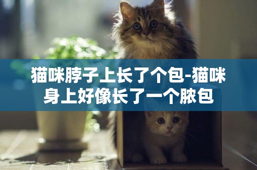 猫咪脖子上长了个包-猫咪身上好像长了一个脓包