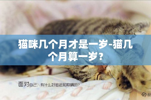 猫咪几个月才是一岁-猫几个月算一岁？