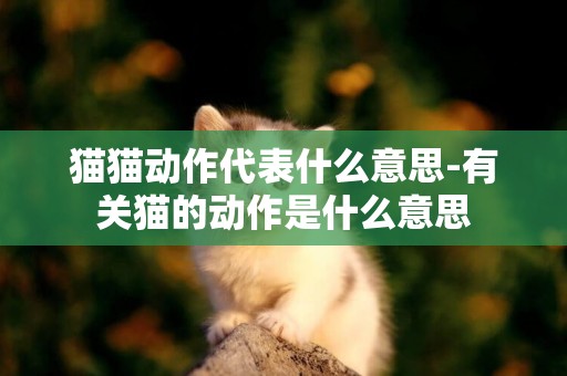 猫猫动作代表什么意思-有关猫的动作是什么意思