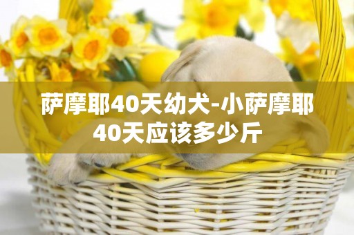 萨摩耶40天幼犬-小萨摩耶40天应该多少斤