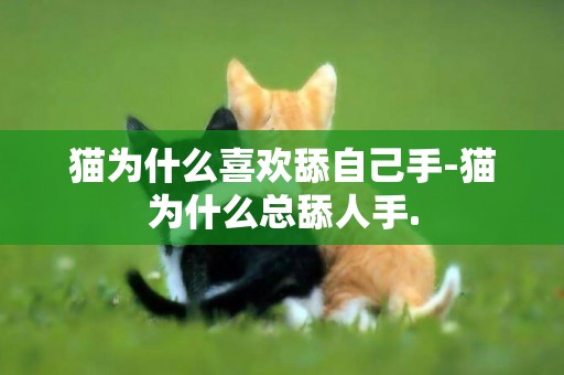 猫为什么喜欢舔自己手-猫为什么总舔人手.