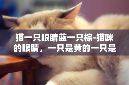 猫一只眼睛蓝一只棕-猫咪的眼睛，一只是黄的一只是蓝的，这是怎么回事？