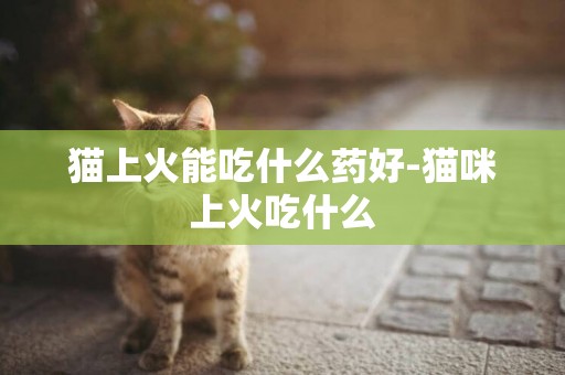 猫上火能吃什么药好-猫咪上火吃什么