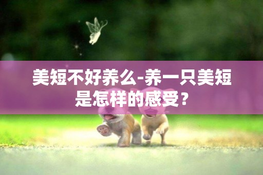 美短不好养么-养一只美短是怎样的感受？