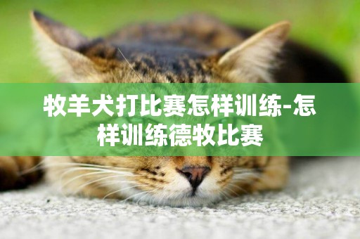 牧羊犬打比赛怎样训练-怎样训练德牧比赛