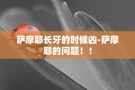 萨摩耶长牙的时候凶-萨摩耶的问题！！