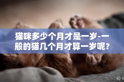 猫咪多少个月才是一岁-一般的猫几个月才算一岁呢？