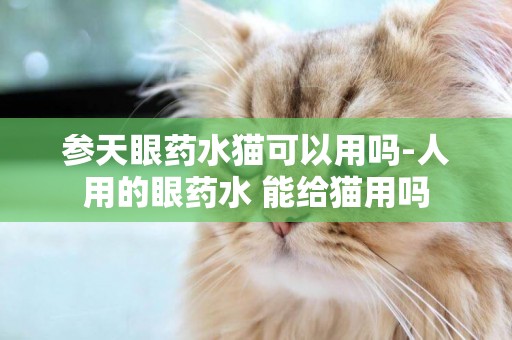 参天眼药水猫可以用吗-人用的眼药水 能给猫用吗